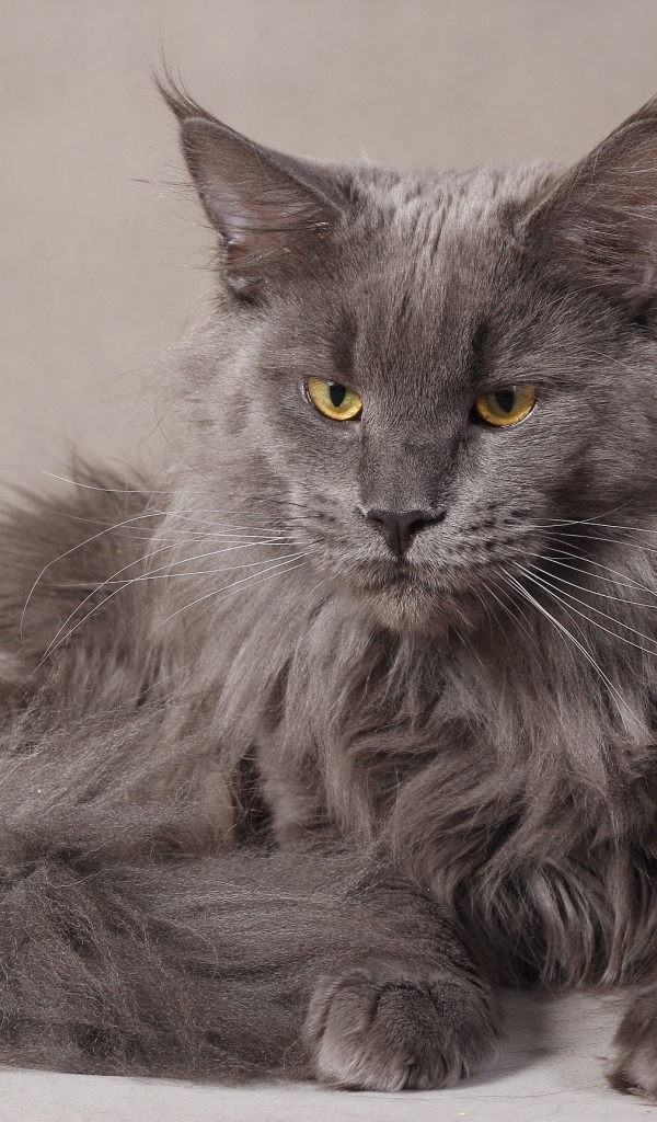 Серый серьёзный кот мейн-кун