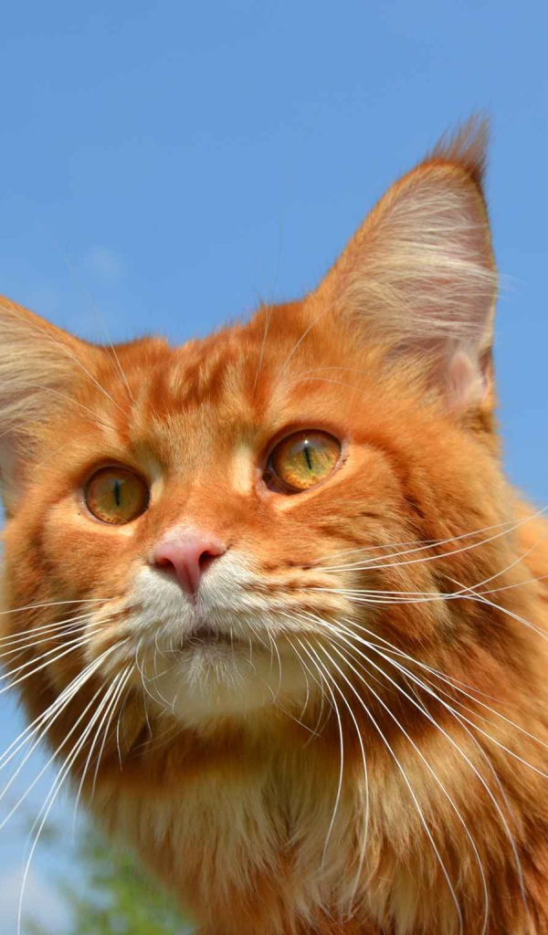 Рыжий кот мейн-кун на природе