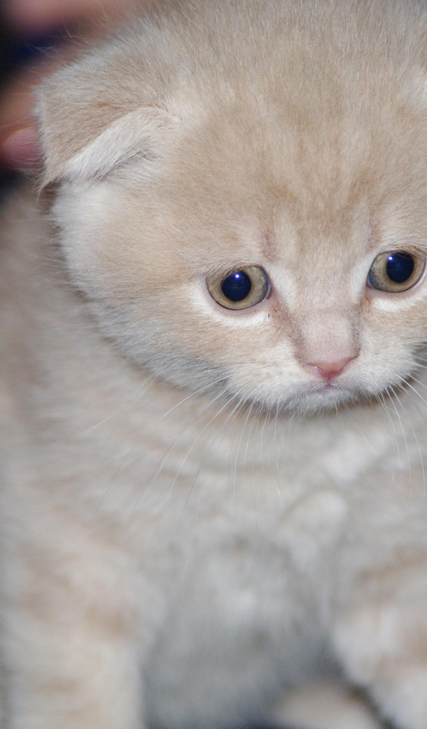 Грустный маленький рыжий шотландский вислоухий кот