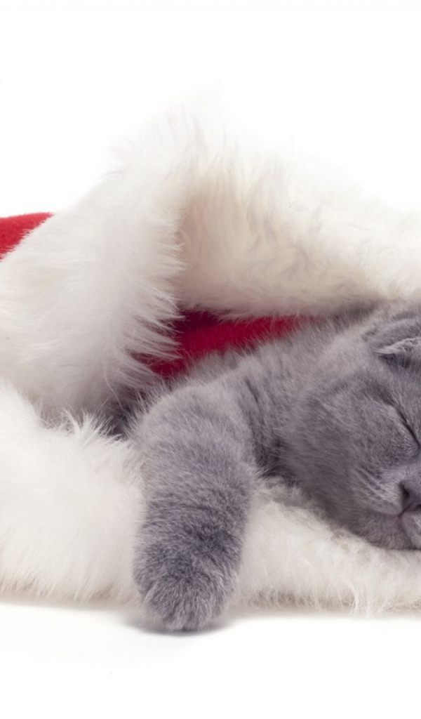 Маленький шотландский вислоухий кот спит в новогодней шапке