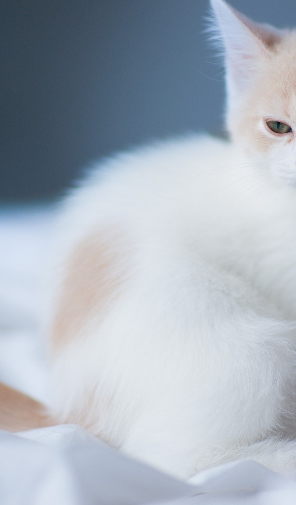 Маленький белый сонный кот