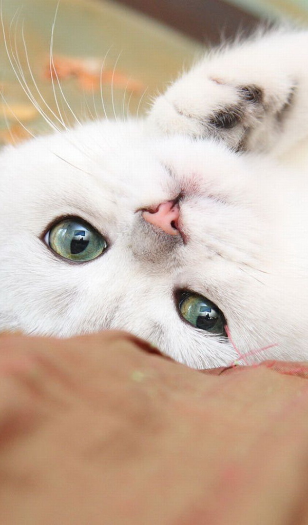 Нежный белый кот