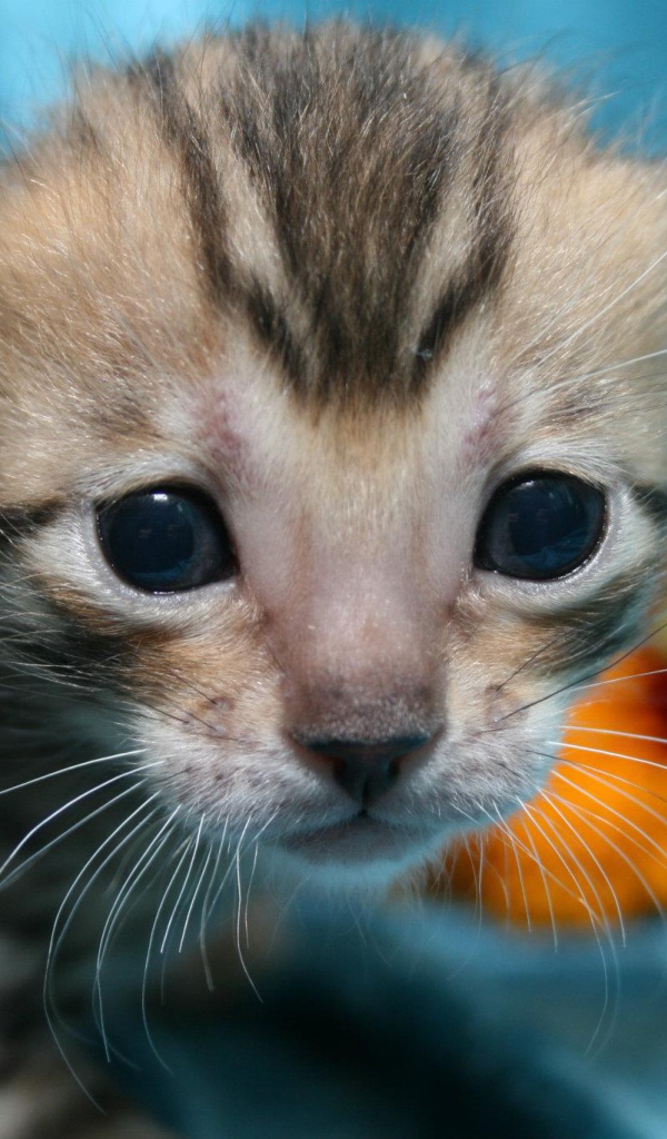 Совсем маленький серебристый бенгальский кот