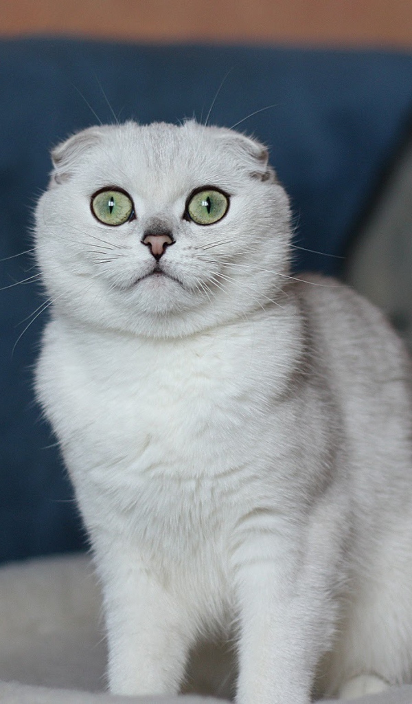 Белый шотландский вислоухий кот с зелёными глазами