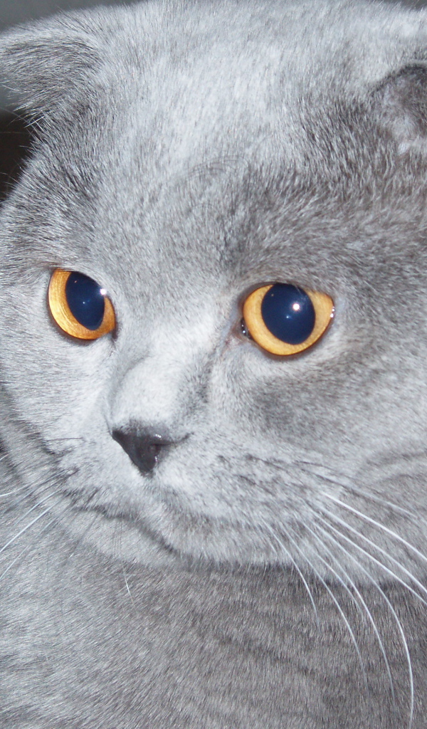 Серый шотландский вислоухий кот