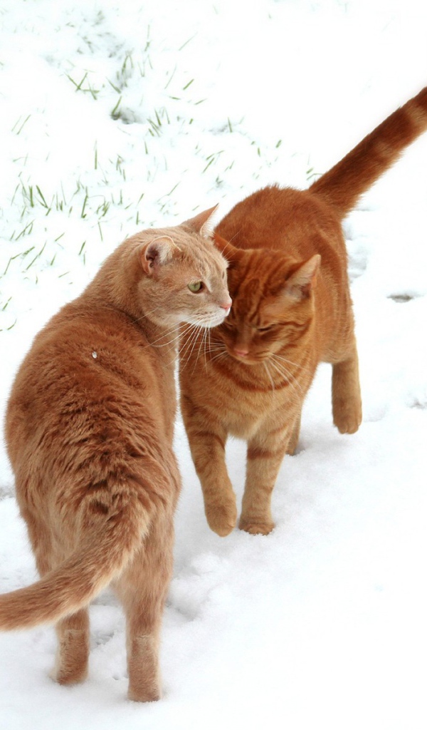 Кошки встретились на снегу