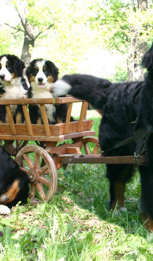 Бернская пастушья собака и её потомство