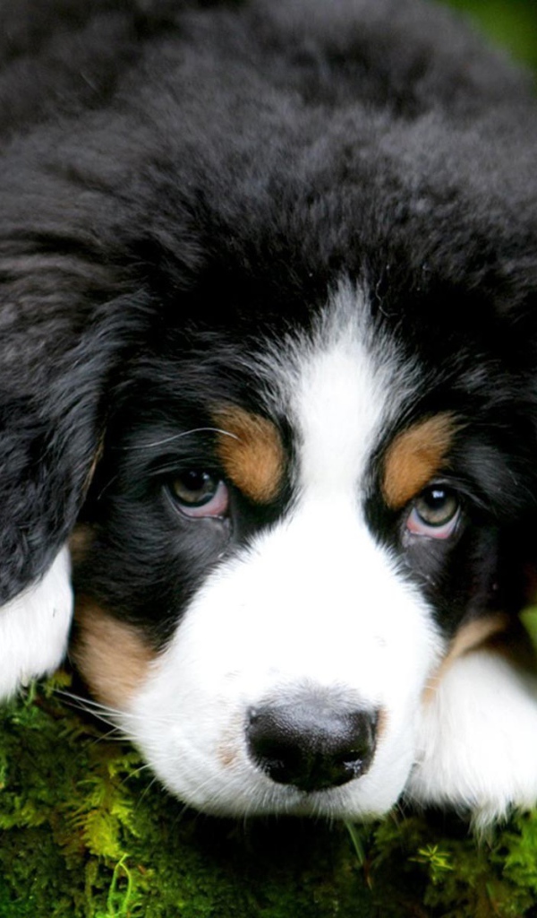 Cute puppy Bernese Mountain dog