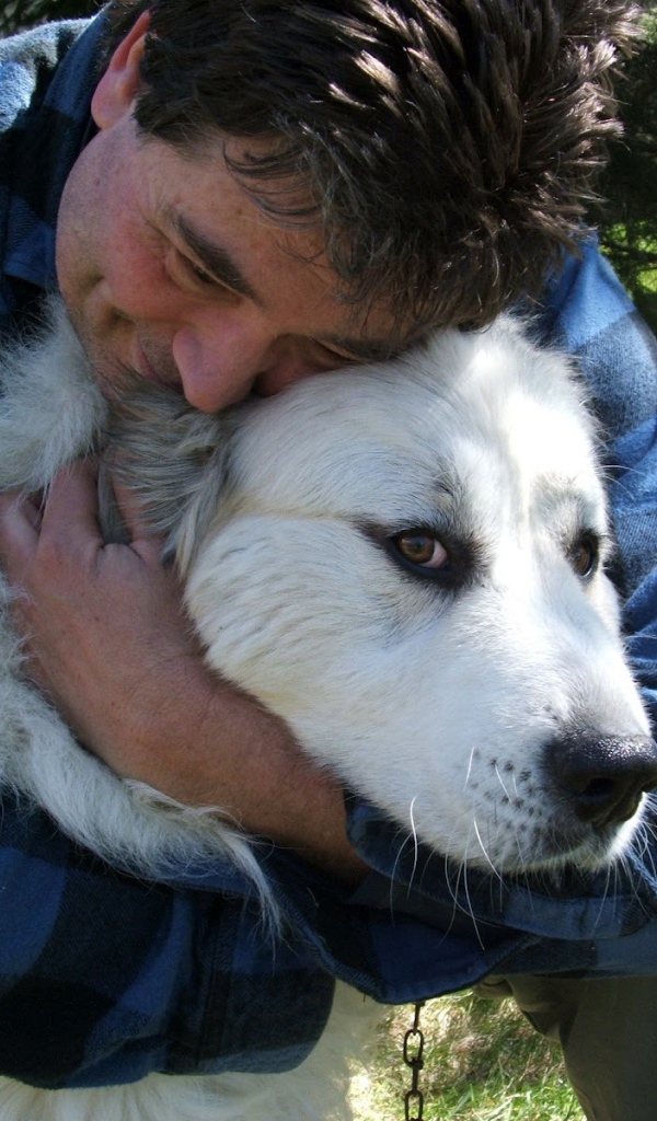 Большая пиренейская собака и любящий хозяин