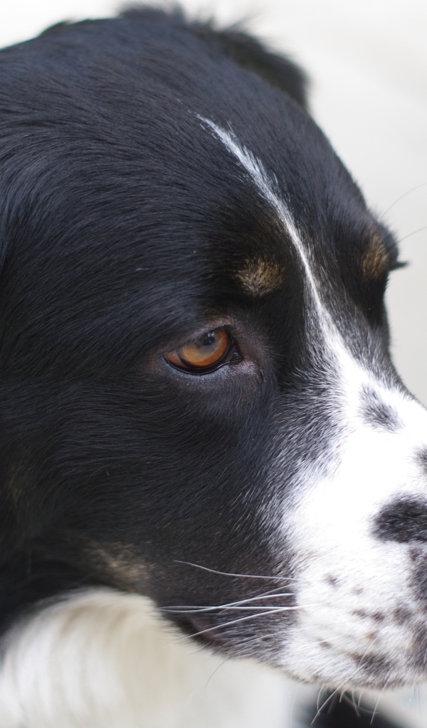 Портрет серьёзной бернской пастушьей собаки