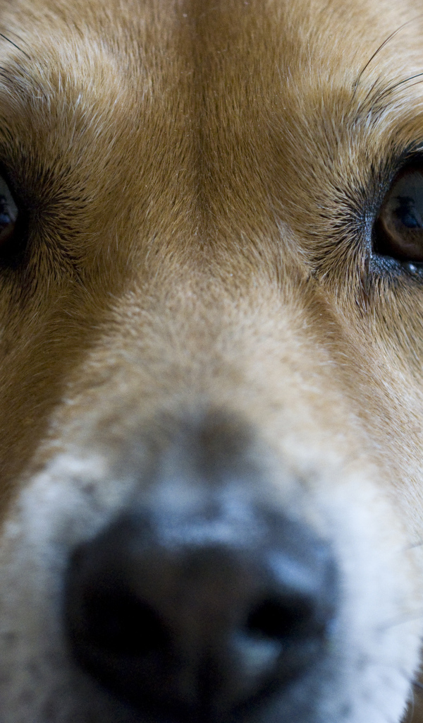 Грустные глаза собаки басенджи