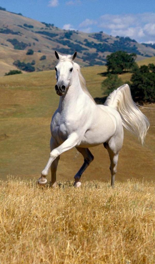 Танцующая лошадь
