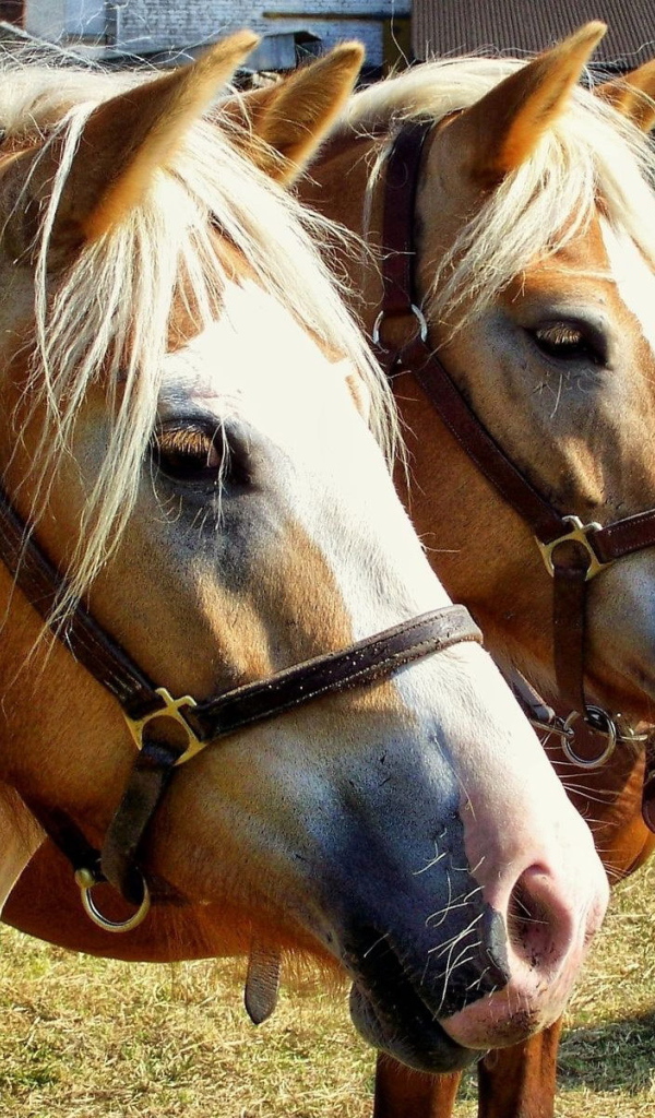 Thoroughbred horses
