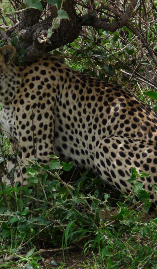 Животные кошачьей породы гепард