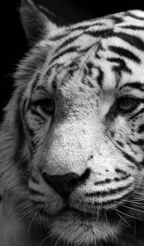 Мудрый белый тигр