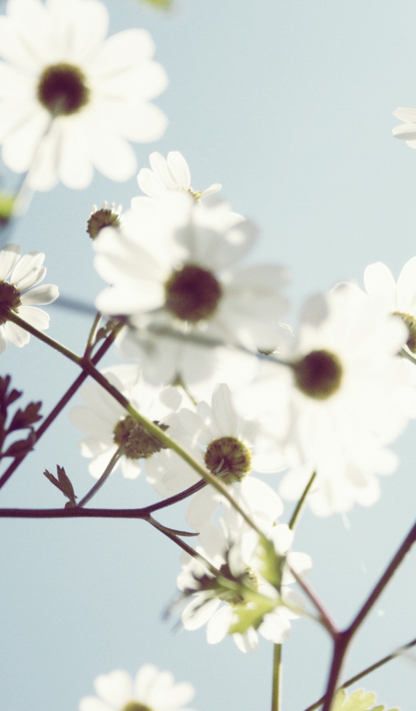 Весенние белые цветы