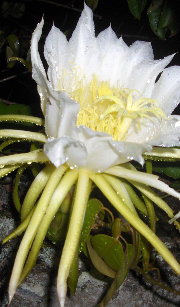 Белый цветок кактуса