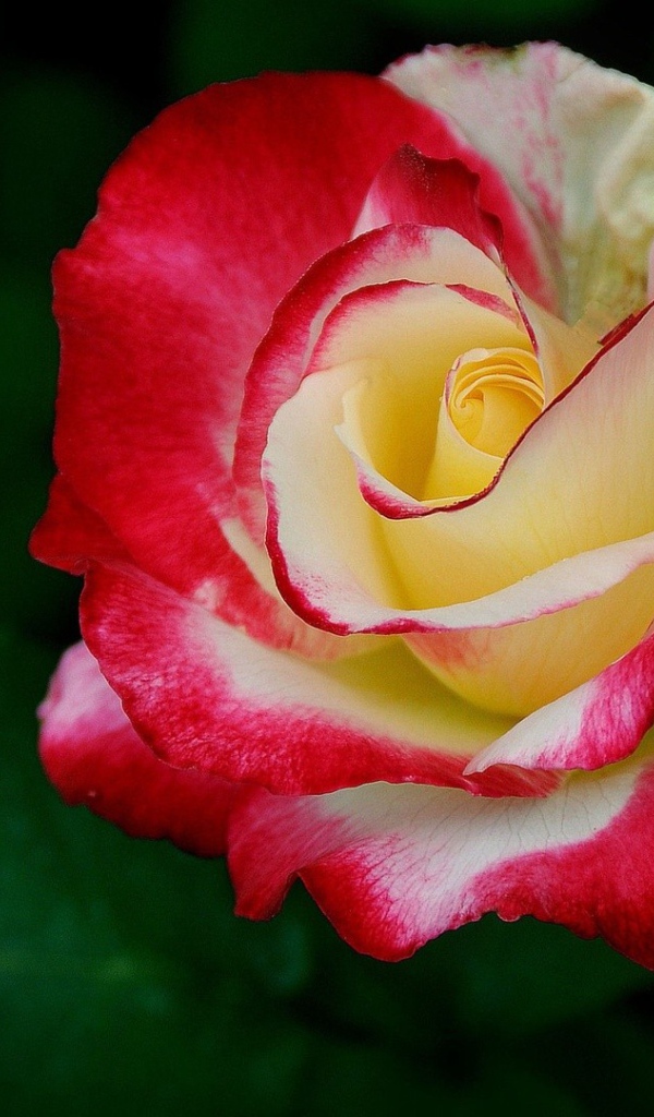 Желто-красная роза