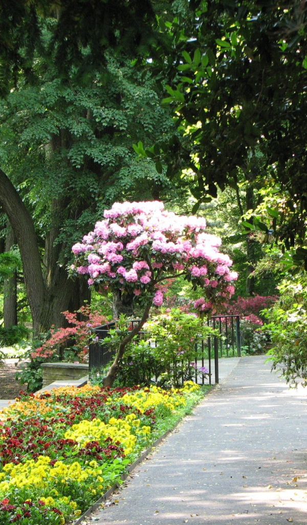 Дерево с розовыми цветами в парке