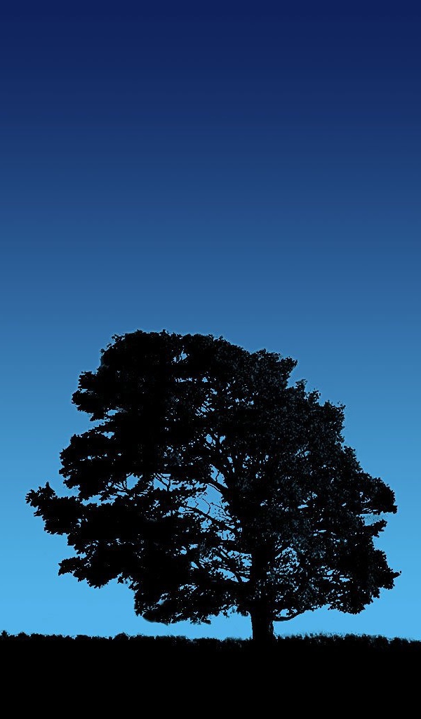Дерево на фоне неба