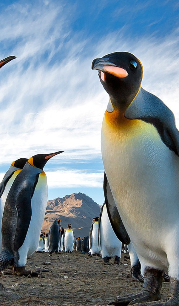 Пингвины в Арктике