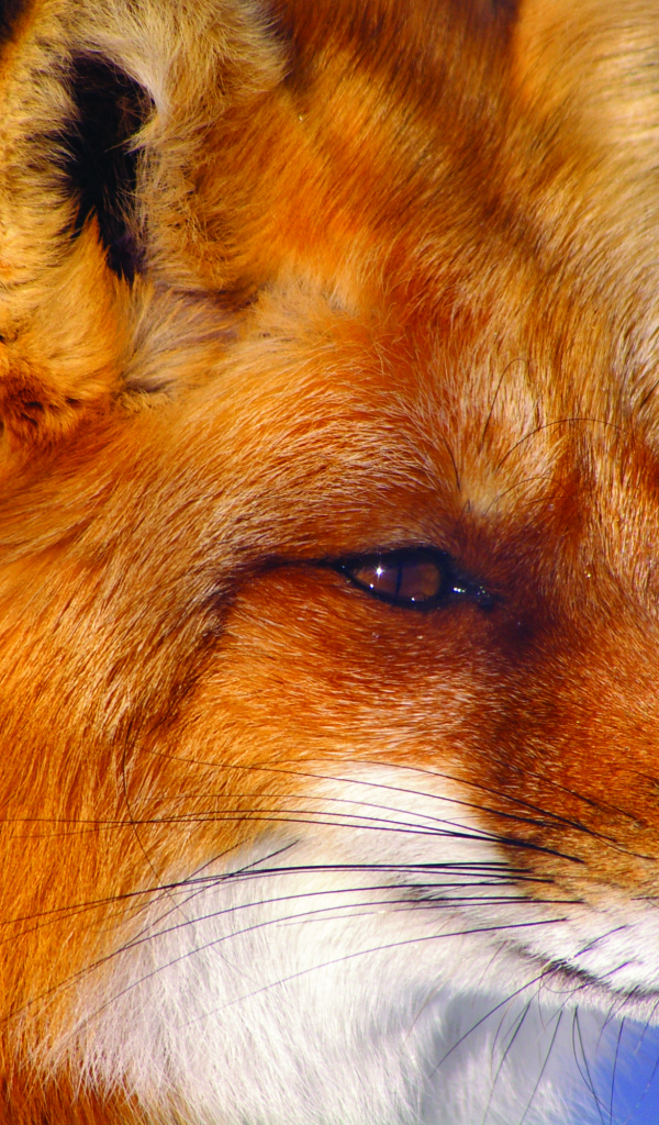 Строгий взгляд лисы