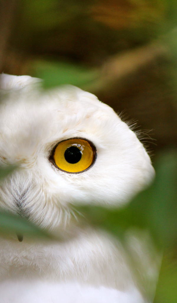 	   Head of white owls