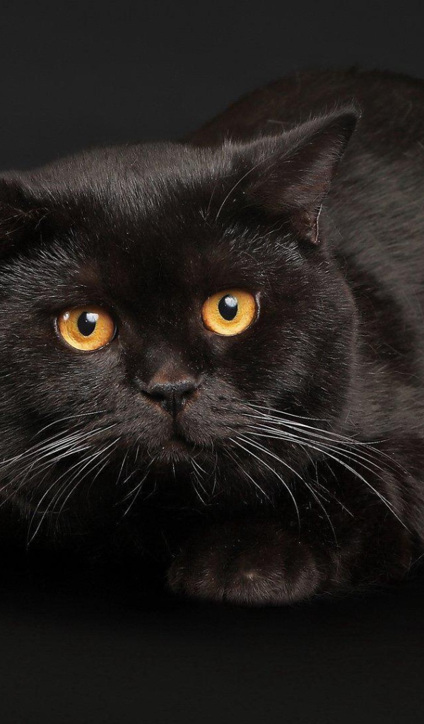 Черный кот с желтыми глазами