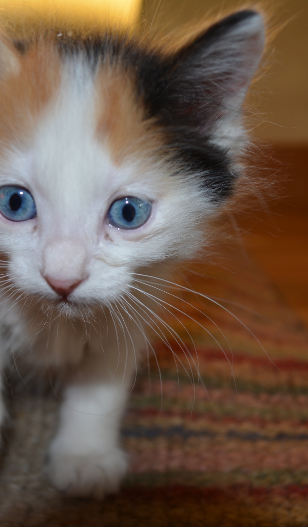 Голубоглазый котенок японский бобтейл