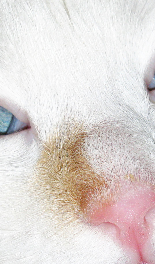 Голубые глаза турецкого вана