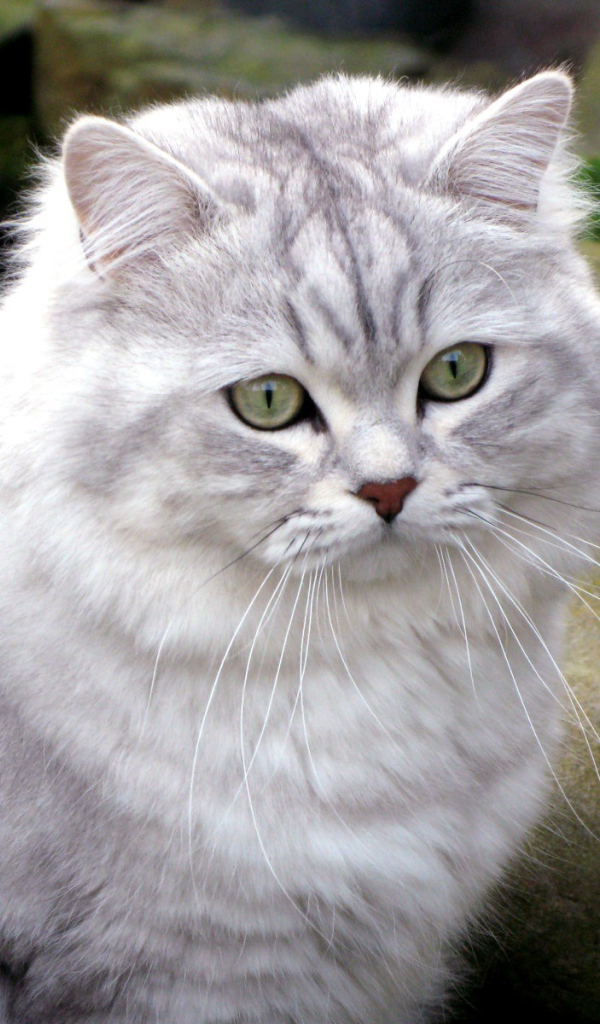 Британская длинношерстная кошка среди камней