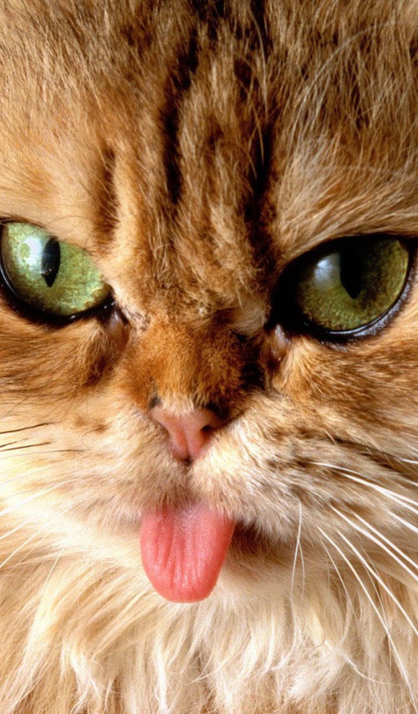 Кот показал язык