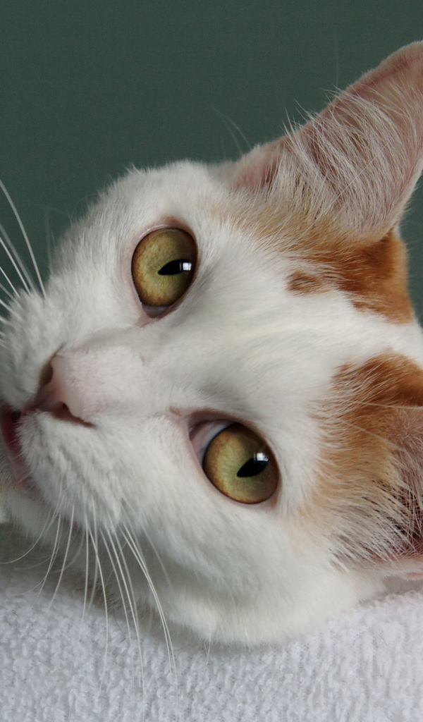 Глаза кота японский бобтейл
