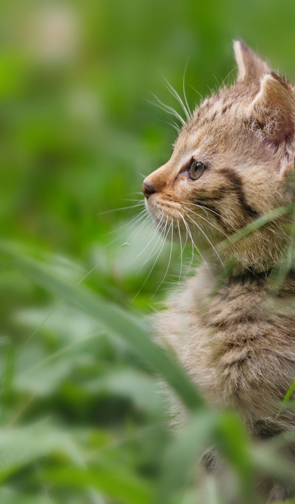 Котенок гуляет в траве