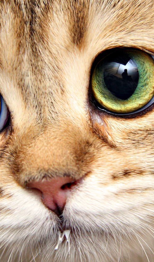 Котенок с выразительными глазами