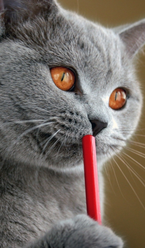 Русская голубая кошка с карандашом