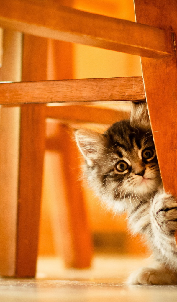 Котенок под стулом