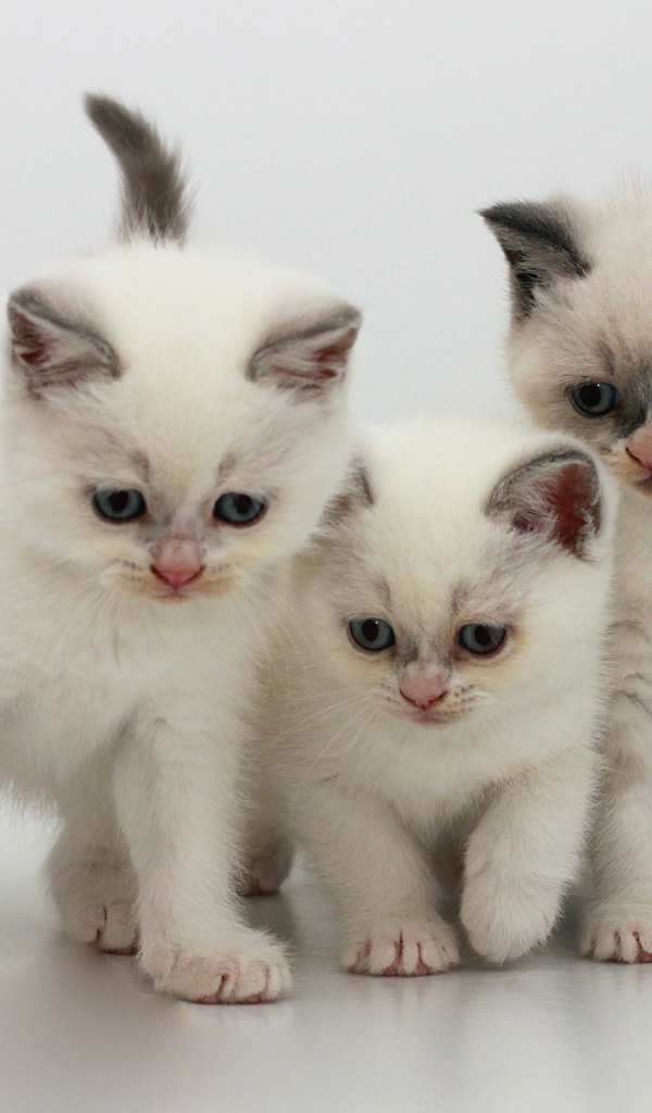 Три котенка бурмилла