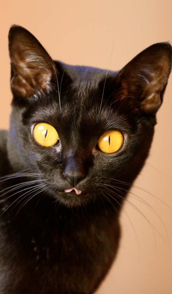 Желтые глаза у бомбейской кошки