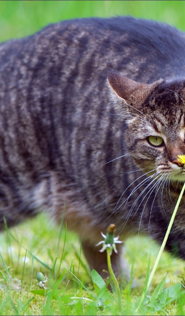 Толстый кот нюхает цветок