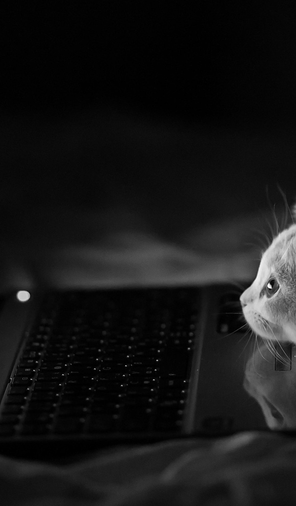 Котенок у компьютера