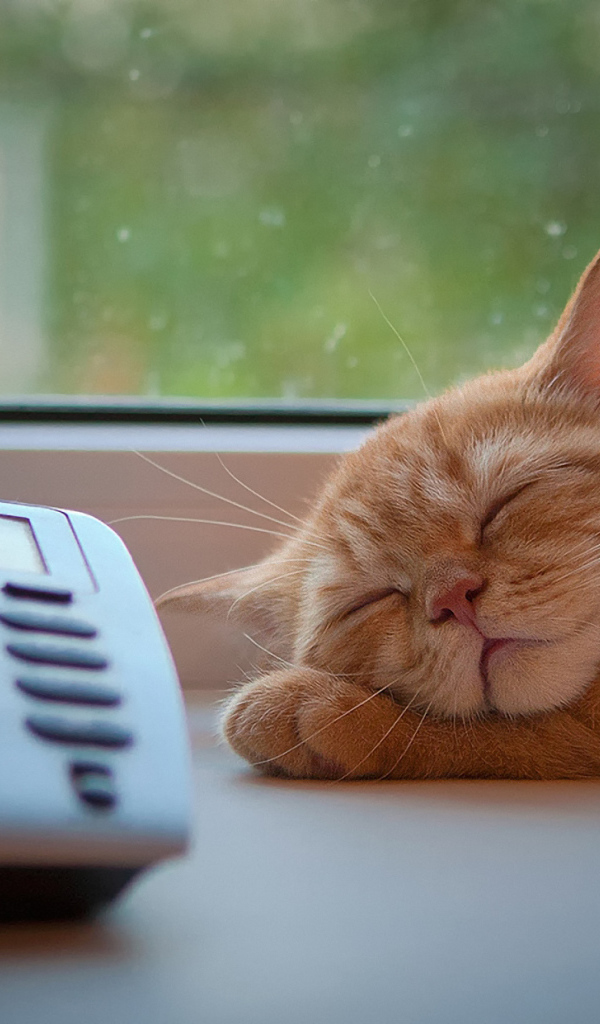 Кот спит около телефона