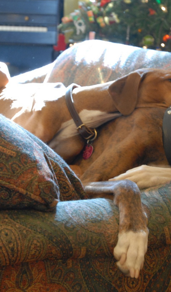 Собаки азавак на диване