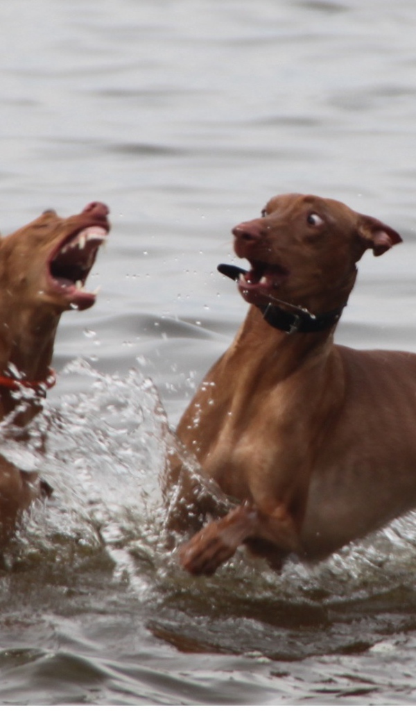 Игры фараоновых собак в воде