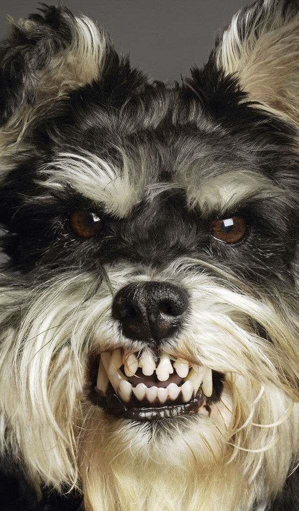 Собака показывает зубы
