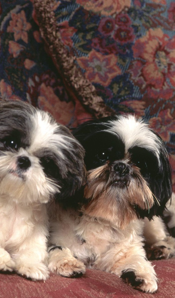 Две собаки шитцу на диване