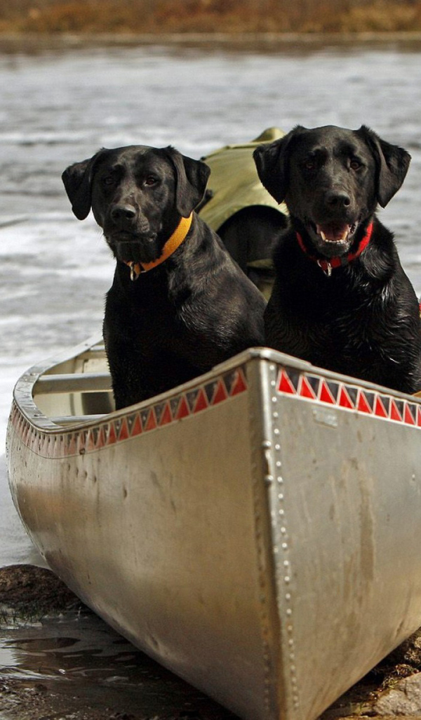 Черные собаки в лодке