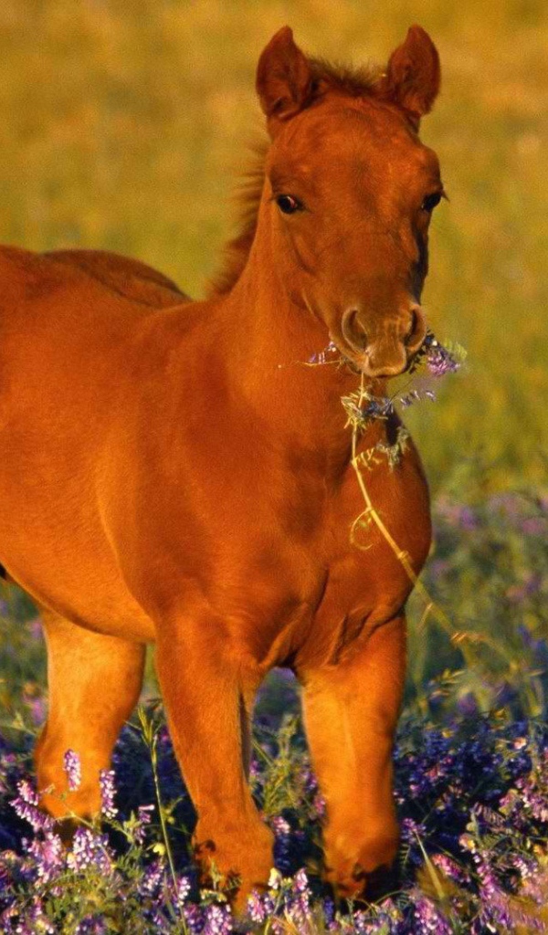 Лошадь с цветком