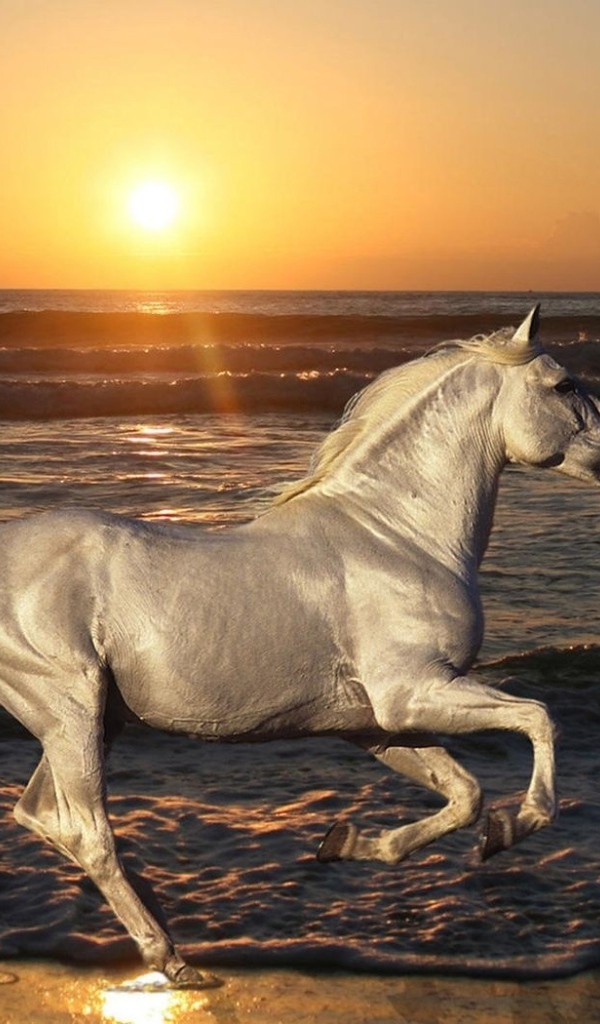 Белая лошадь на пляже