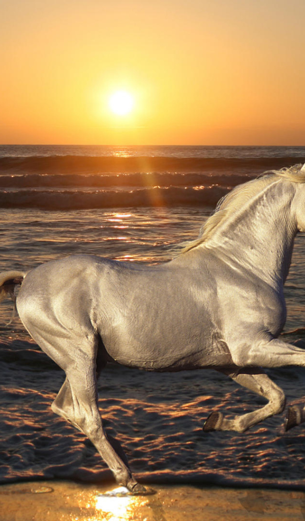Белая лошадь скачет по пляжу